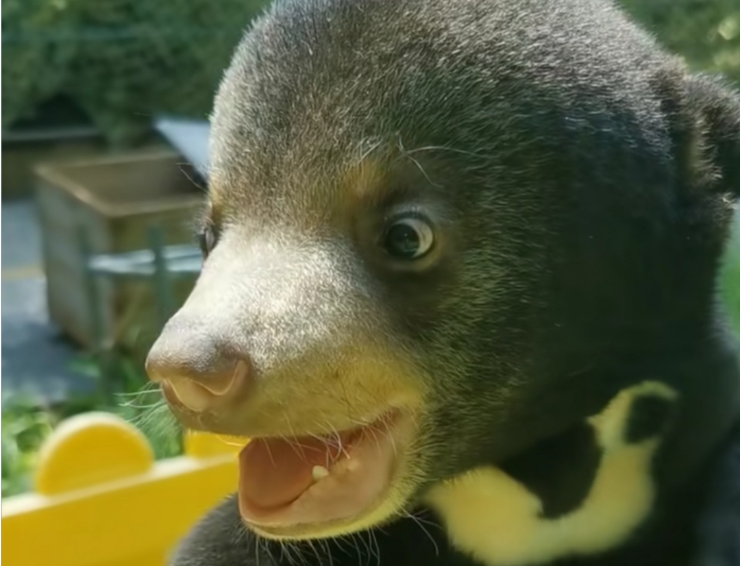 Sunbears: The Adorable and Endangered Species